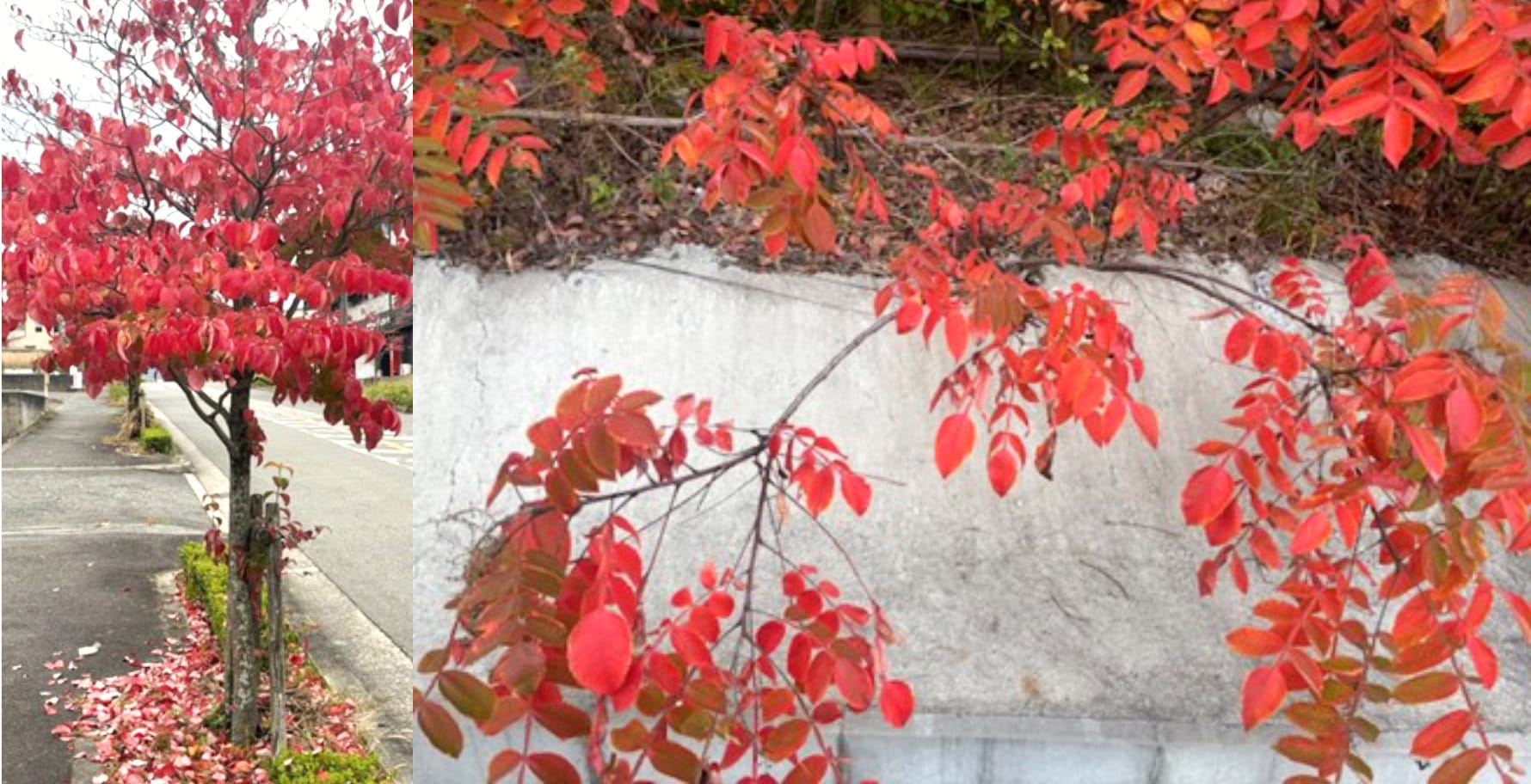 写真:街中で見られる紅葉